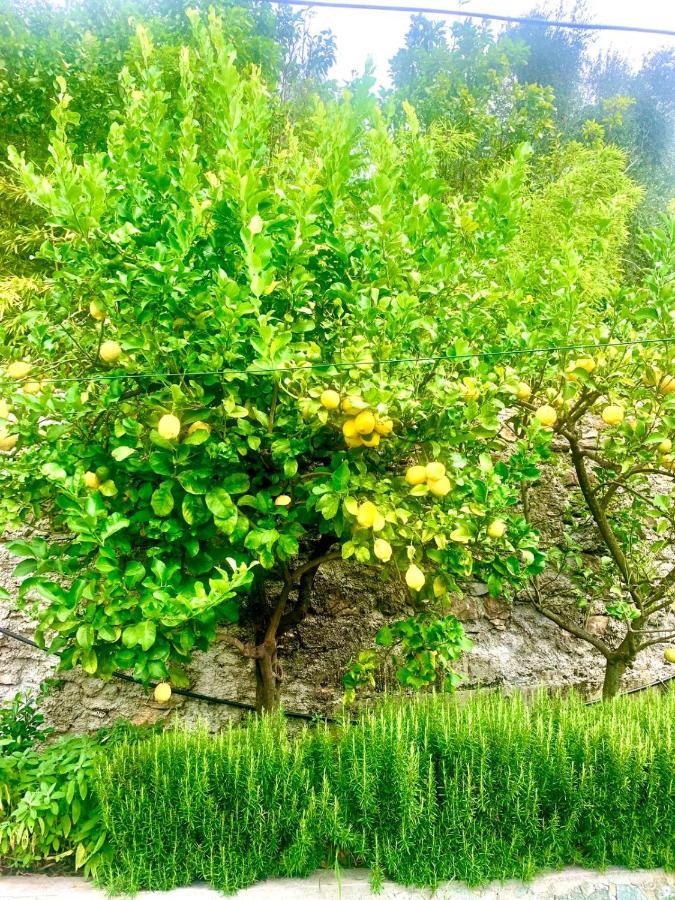 Il Gabbiano Di Pieve Bed & Breakfast เปียเว ลิกูเร ภายนอก รูปภาพ