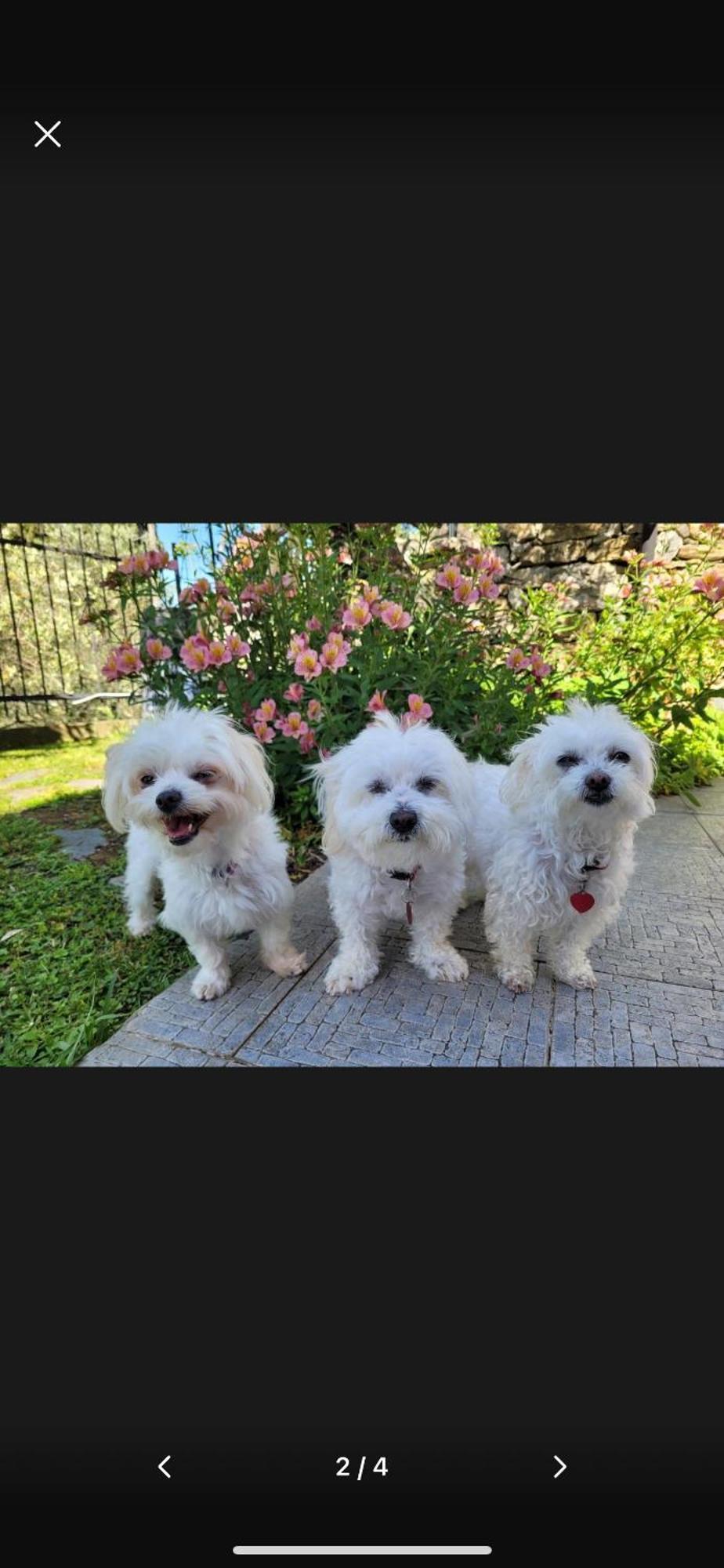 Il Gabbiano Di Pieve Bed & Breakfast เปียเว ลิกูเร ภายนอก รูปภาพ